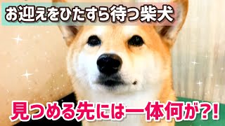 Vol.425 柴犬るな　すっきりシャンプーをしたのは良いけれど…雷雨の中ひたすら迎えを待つ柴犬【ココットベール】【cocotte vert】@shiba-dogg-lunachannel0913