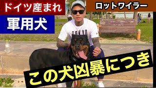 （※この犬凶暴につき）ドイツ産まれ軍用犬のロットワイラー【番犬】