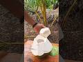 peeling young green coconuts very fresh #satisfying #asmr #shorts