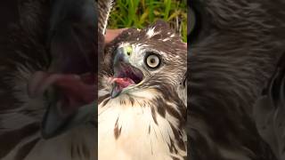 Fanciful Or Not, A Large Redtail Hawk Would Be Very Nice! #shorts #animals