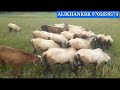 biggest sheep bakra 94412 47029 పెద్ద పొట్టేళ్ళు nellore judipi sheeps sheep farming videos