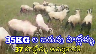 BIGGEST SHEEP BAKRA 94412 47029 పెద్ద పొట్టేళ్ళు nellore judipi sheeps SHEEP farming videos