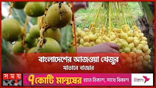 মরুভূমির খেজুর খাগড়াছড়ির পাহাড়ে! | Dates | Khagrachari News | Somoy TV