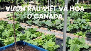 NGẮM VƯỜN RAU VIỆT VÀ HOA Ở CANADA