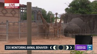 Houston Zoo monitors how solar eclipse impacts animal behavior