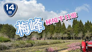 【私房景點系列】~清境秘境「梅峰農場」半日遊~台大實驗林｜清境農場｜花海｜拔菜｜台14甲線｜南投