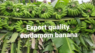 loading good Export quality cardamom banana