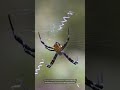 Spiders: Nature's Master Weavers  #wildlife #viralshort #amazingfacts #animals #reels #reel