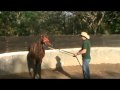 Working a remedial horse - Eduardo Moreira