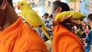 মিরপুর ১পাখির হাটে কথা বলা অসাধরণ হলুদ টিয়া পাখি | Ringneck Parrot price | Yellow Ringneck Parrots |