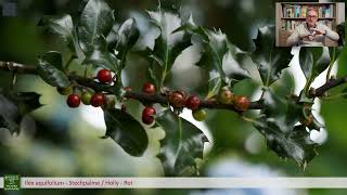 Magische Weihnachten - Efeu, Stechpalme und Mistel - Symbolik, Brauchtum, Heilkunde - mit Olaf Rippe