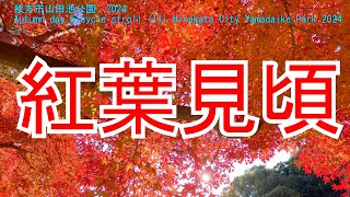 紅葉真っ盛りの山田池公園を自転車で散策した　Autumn day bicycle stroll (II) Hirakata City Yamadaike Park 2024