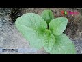 නිවිති දඩු වලින් පැලකරමු growing spinach sticks episode 2