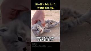 間一髪で救出された呼吸困難の子猫