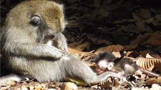 Poor baby, its mother doesn't want to give it milk [2] [Suffered baby monkey] #tuabangmonkey