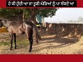 ਹੇ ਕੀ ਹੁੰਦੀ ਹੈ ਕੀ ਘੋੜਿਆਂ ਨੂੰ ਤੂੜੀ ਪਾ ਸੱਕਦੇ ਆ