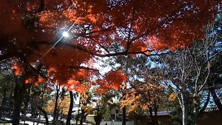 東大寺•二月堂•4k