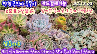 남동다육(1)흑사금대품파격가세일(3만)/에어니옴 묵둥이 2포트5천/득템하세요