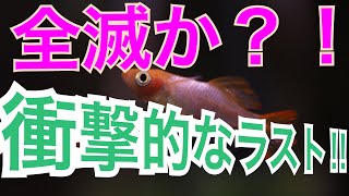 【閲覧注意！】大量のボウフラVS改良メダカ　Mosquito larva