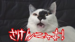 危険な顔おする猫･･･　怖い･･･　CrazyCat！うなぎシリーズ！Vol.7　(The cat which has a fearfulness face