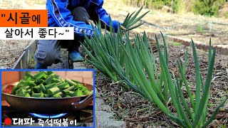 The winter onions in the garden are abundant! / Instant Tteokbokki with large green onions