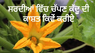 ਸਰਦੀਆਂ ਵਿੱਚ ਚੱਪਣ ਕੱਦੂ ਦੀ ਕਾਸ਼ਤ ਕਿਵੇਂ ਕਰੀਏ