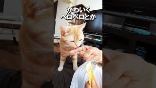 ちゅ～るちゅ～るチャオちゅ～る～♪ #shorts #ネコ #子ネコ #cat #スコティッシュ