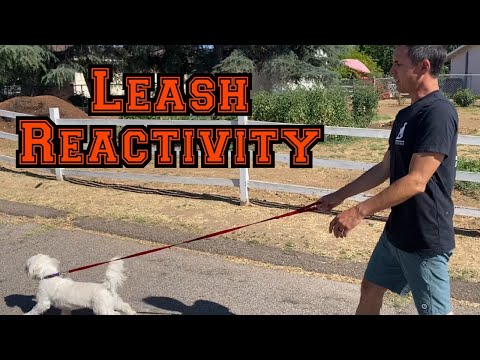 How long should a leash be for a small dog?
