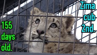 【daysold】ユキヒョウのユーリくん♀ 155日齢①a snowleopard cub 2nd. 155days old.