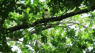 Red-tailed hawks vocalizing in Tompkins Square