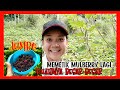 Memetik buah mulberry di ladang || Buah mulberry yang besar-besar || Sumandak Kampung