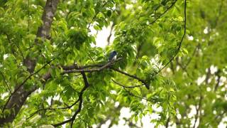 2013初オオルリ song : Blue-and-White Flycatcher