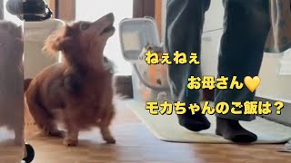 17歳11ヶ月のダックスフンドの朝ご飯の様子（老犬）（シニア犬）（カニンヘンダックス）