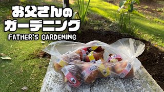 【ルンルンの裏庭】お父さんのガーデニング：チューリップの球根を植えました