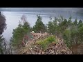 live osprey nest camera at loch of the lowes wildlife reserve