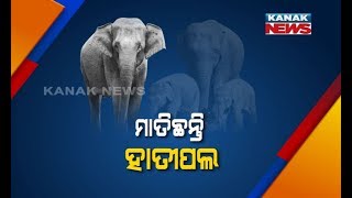 Fear Grips Villagers As Elephant Herd Reach Mayurbhanj's Karanjia