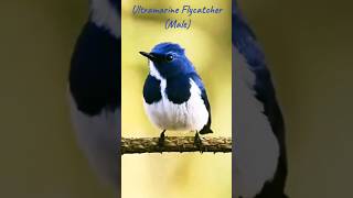 Wings of Sapphire; The Ultramarine Flycatcher's Mesmerizing Dance | The Colors of Nature 21.| 🌀🐦👀