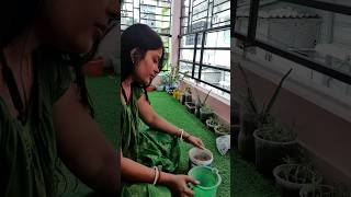 balcony garden, a mini garden in my balcony #minivlog #gardening