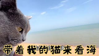 房车团队旅行结束，我们带着藏四猫去看海，喝荼看海逗猫一天结束【旅途99】