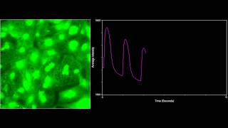 Cardiomyocyte iCell  w graph web