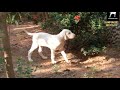 rajapalayam heavy female puppy of our breeding rajapalayam rajapalayamdogs shorts