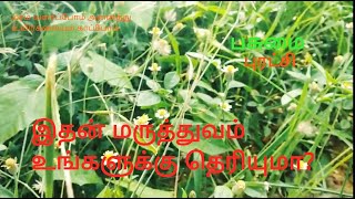 வெட்டுக்காய பூண்டு | vettukaaya poondu | தாத்தா செடி | thaththa cedi  |