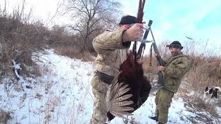 Қырғауыл аң аулау, Pheasant hunt, Охота на фазана 191202 Қаратал өзені