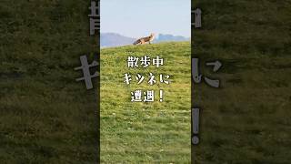 野良のパピヨン！？　　#short #犬 #パピヨン