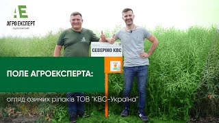 ПОЛЕ АГРОЕКСПЕРТА: озимий ріпак. Огляд лінійки гібридів озимих ріпаків ТОВ \