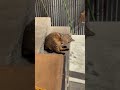 かわいい猫の田舎暮らし