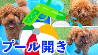 毎年恒例の プール 開き！子 犬 、 はじめて の プール に戸惑う【 トイプードル 多頭飼い 】＃shorts