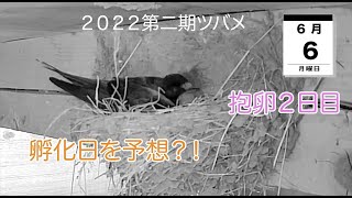 ２０２２第二期ツバメ　孵化日を予想？！　抱卵２日目　６月６日