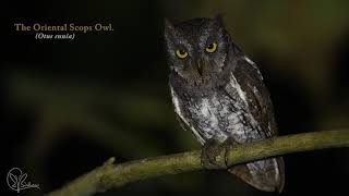 Oriental Scops owl