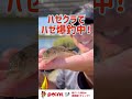 簡単にたくさん釣れるルアー釣り『ハゼクランク』【超おすすめ】